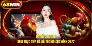 Đá Gà Cựa Dao | Xem Trực Tiếp Đá Gà Thomo Cực Đỉnh 24/7
